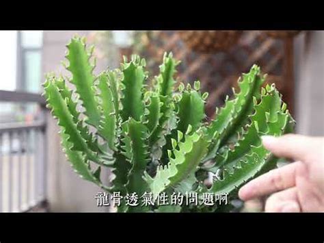 白龍骨仙人掌照顧|【白龍骨仙人掌】揭秘白龍骨仙人掌：頂級多肉植物指。